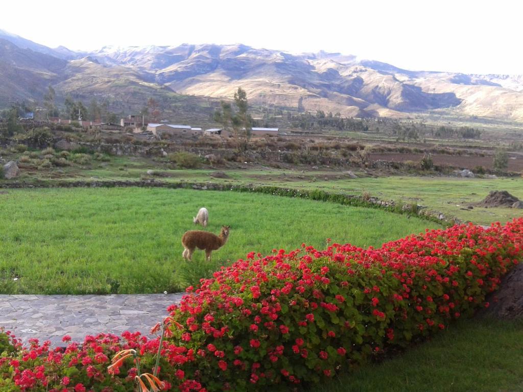 Eco Inn Colca Yanque Exterior foto